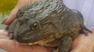 Kỹ thuật nuôi ếch Thái Lan bằng bể xi măng