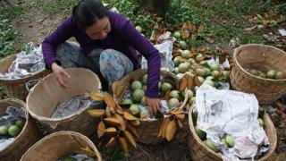 Mỹ chính thức nhập khẩu vú sữa của Việt Nam