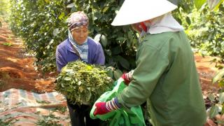 Không chủ quan với xuất khẩu hồ tiêu