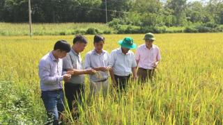 Lợi ích sản xuất lúa hữu cơ
