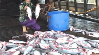 Tôm sú, cá tra tăng giá mạnh, hút hàng chế biến xuất khẩu