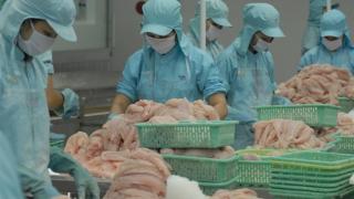XK cá tra sang Mỹ giảm mạnh do Farm Bill