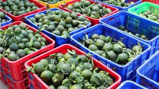 Hậu Giang: Cam giảm giá chỉ còn 8.000–10.000 đồng/kg