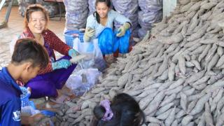 Khoai lang miền Tây rớt giá