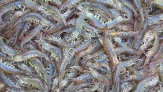 An Giang kiên quyết xử lý nghiêm việc nuôi tôm thẻ chân trắng