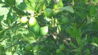 Biện pháp hạn chế rụng trái ở cây chanh