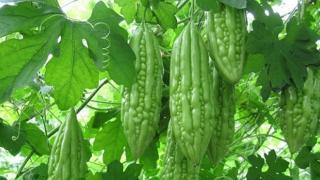 Kỹ thuật trồng và chăm sóc Mướp Đắng