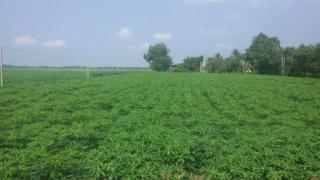 Các Giống Khoai Mì – Giống Sắn Năng Suất Cao Nhất