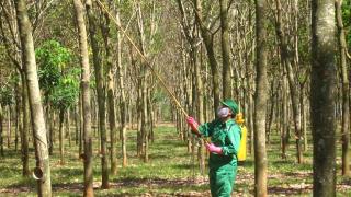 Cách phòng trị bệnh hại cây cao su Toàn Tập