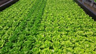 Trồng rau sạch thu 20 triệu đồng mỗi ngày