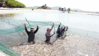 Quảng Bình: Chi trên 21 tỷ đồng bảo vệ và phát triển nguồn lợi thủy sản