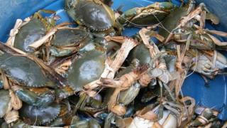 Kỹ thuật nuôi cua biển thương phẩm trong ao vừa tiết kiệm vừa cho lãi lớn