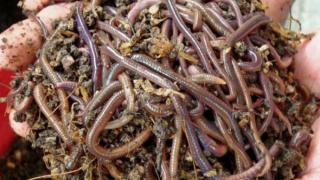 Nuôi trùn quế – Nuôi Giun