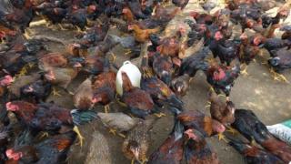 Phương pháp chọn lọc giống gà