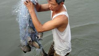 Mô hình nuôi cá Dìa thương phẩm cho năng suất cao ở Quãng Ngãi