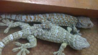 Nuôi tắc kè làm chơi ăn thật