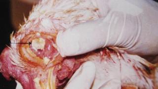 BỆNH VIÊM ĐƯỜNG HÔ HẤP Ở GÀ – CÁCH PHÒNG & TRỊ