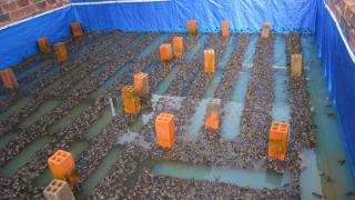 Nuôi ếch công nghiệp tại Tp. Hồ Chí Minh  