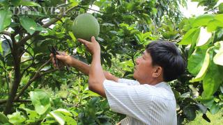 Trồng Bưởi Năm Roi làm giàu – gương làm giàu của nhà nông