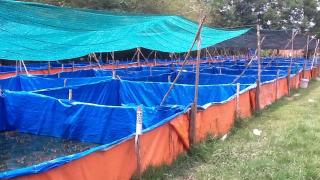 Kỹ thuật nuôi ếch bằng lồng lưới và bằng hồ xi măng