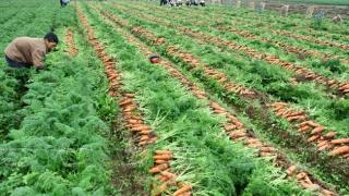 Trồng Cà Rốt hiệu quả Cao ở Bắc Ninh – Kỹ Thuật Trồng Cà Rốt