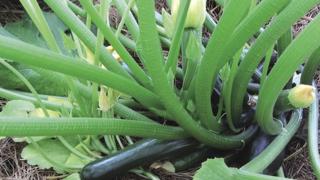 Bí ngồi dễ trồng, chứa nhiều chất bổ dưỡng