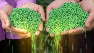 Phân bón vô cơ đa thành phần