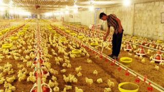 Tham quan mô hình trang trại nuôi gà hoàn toàn tự động Cực Kì Hiện Đại