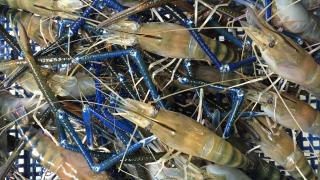 KỸ THUẬT NUÔI TÔM CÀNG XANH TOÀN TẬP