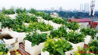 Thật không thể tin nổi: Trang trại mini trong nhà cao tầng giữa thủ đô Hà Nội