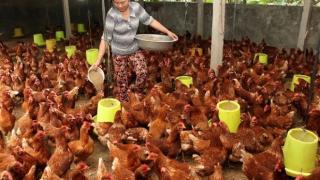 Một số loại Vac-xin ngừa cúm ở gia cầm đang nuôi có hiệu quả cao nhất