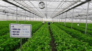 Trồng cây tía tô không chỉ để muỗi 'cút xéo' khỏi nhà mà còn là cây thuốc cực quý