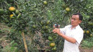 Trồng cam sành kiếm bạc tỷ