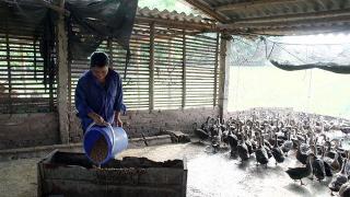 Nuôi vịt trời – nghề làm chơi ăn thật thu tiền tỉ