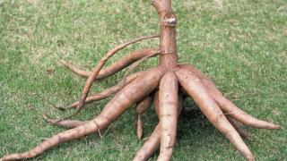 Cách phòng trị bệnh trâu, bò ngộ độc sắn ( khoai mì )