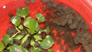 Cách nuôi baba ở Việt Nam