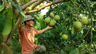 An Giang: Giá trị sản xuất cây ăn quả tăng cao