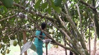 Kinh nghiệm trồng thanh trà Huế Hiệu quả cao