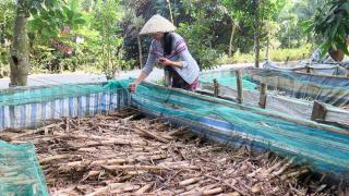 Nuôi lươn trong bồn bằng cây bắp khô