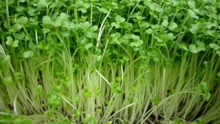 Kỹ thuật trồng rau mầm từ hạt rau muống