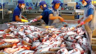 Kỹ thuật nuôi cá basa trong bè 'lớn nhanh như thổi' lại tiết kiệm chi phí