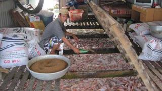 Nuôi cá điêu hồng lồng bè ở Tiền Giang thu lãi cao