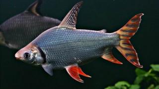 Kỹ thuật nuôi các phi phụng chung với cá rồng để có bể cá đẹp toàn mỹ hợp phong thủy