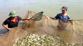 Kỹ thuật ương nuôi cá giống nước ngọt thành công