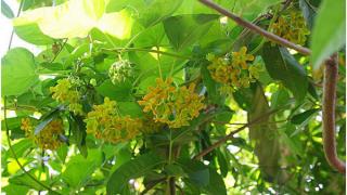 Trồng bông (hoa) Thiên Lý thương phẩm