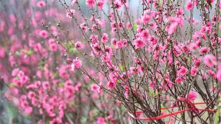 Cách chăm sóc để cây đào ra hoa đúng dịp tết