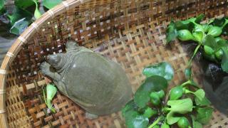 Nuôi Ba ba – KỸ THUẬT NUÔI BA BA  