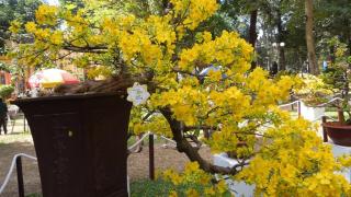 Kỹ thuật trồng và chăm sóc hoa mai tết