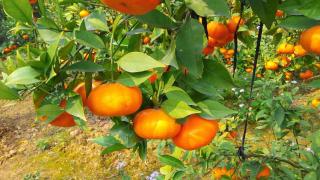 Kỹ thuật trồng cây Cam canh