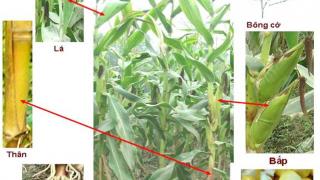 Các loại bệnh thường gặp trên cây Bắp – Ngô